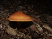 Goldgelber Lärchen-Röhrling
